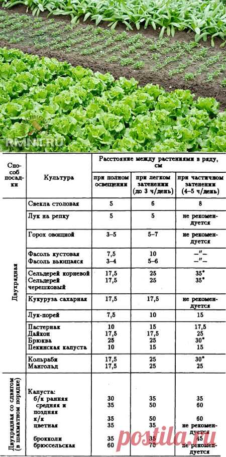 Сажаем овощи правильно. Таблица расстояний между растениями | Наш дом