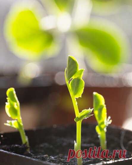 Огороднику на заметку