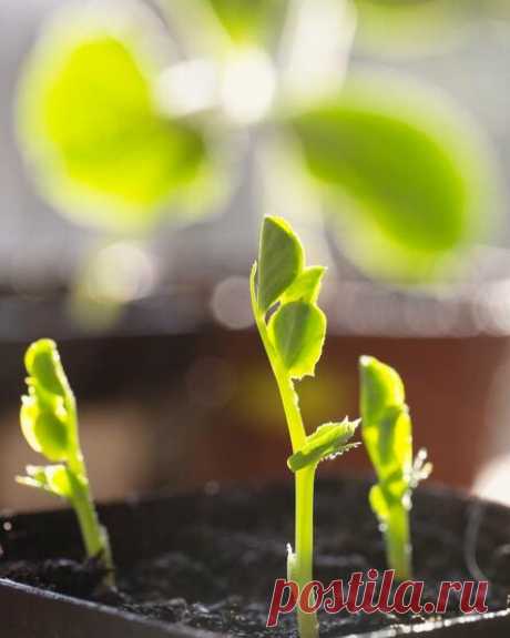 Огороднику на заметку