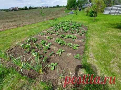 Как на 5 лет забыть о сорняках: мощный метод – достаточно 3 пшиков. Дачный сезон всегда связан с борьбой против сорняков, но существует почти забытый метод их уничтожения. Этот способ основан на проверенной временем агрономической практике.