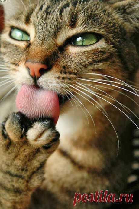 ЗАБАВНЫЕ ЖИВОТНЫЕ: - natali5357@mail.ru - Почта Mail.Ru