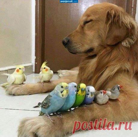 "Пес, познавший дзэн" / Фото-приколы 11 | Funny Photo 11