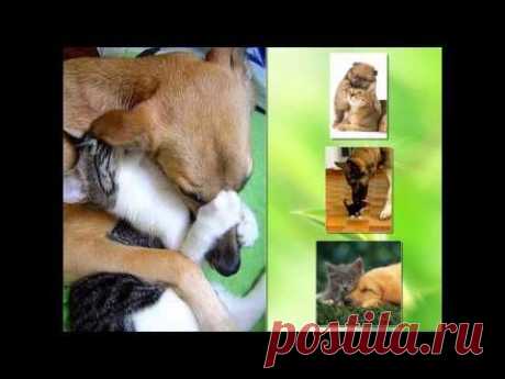 Котёнок и собака