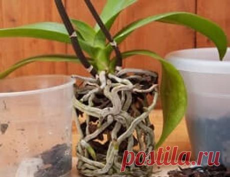 (+1) Как пересадить орхидею в домашних условиях в другой горшок после цветения? Пошаговое руководство плюс видео