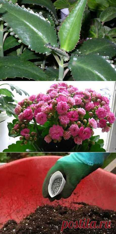 Каланхоэ комнатное - выращивание, уход, подкормки. | Мое подворье