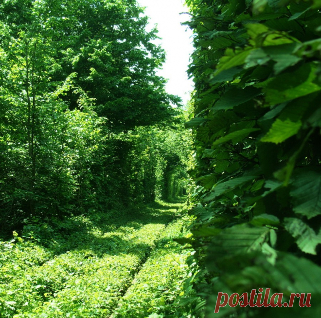 Тоннель любви (Tunnel of Love) Клевань, Ровенская область, Украина - Туристический портал - Мир красив!