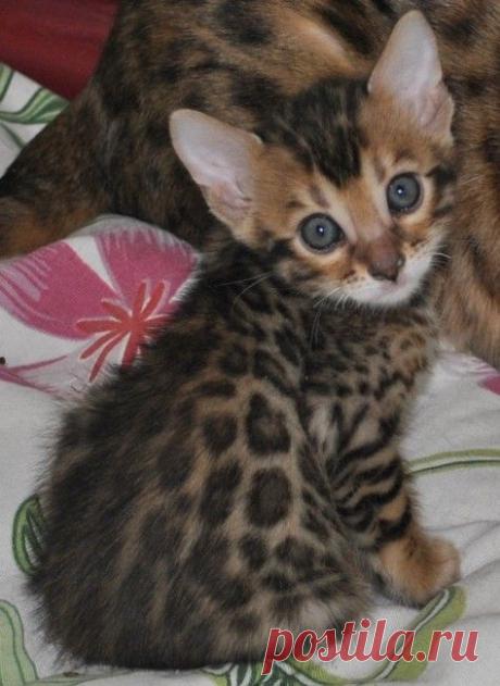 Bengal Cats  |  Найдено на сайте bengalsillustrated.com.