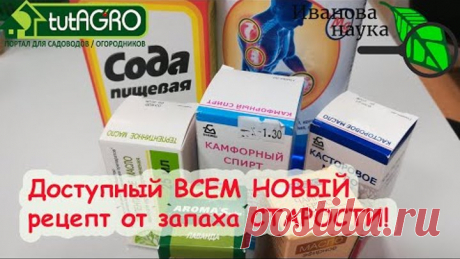 ИЗБАВЛЯЕМСЯ ОТ ЗАПАХА СТАРОСТИ, ГРИБКА, ОМОЛАЖИВАЕМ КОЖУ. ТОЛЬКО РАСТИТЕЛЬНЫЕ КОМПОНЕНТЫ И МИНЕРАЛЫ.