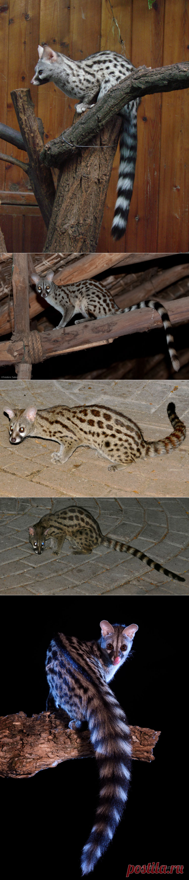 Самые необычные животные в мире (часть 33)