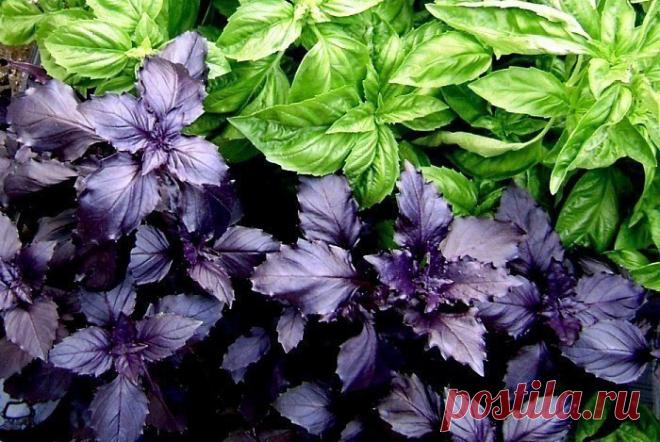 15 чудесных применений базилика