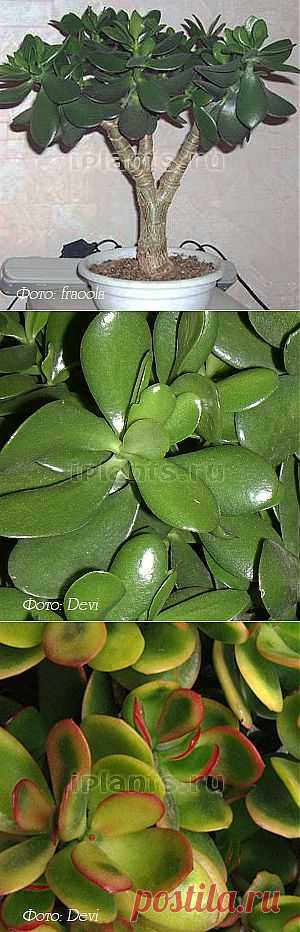 Толстянка Crassula - Комнатные растения и цветы