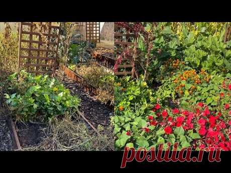 СДЕЛАЙТЕ ТАКИЕ ЛЕНИВЫЕ УРОЖАЙНЫЕ ГРЯДКИ! РЕЗУЛЬТАТ УДИВИТ!