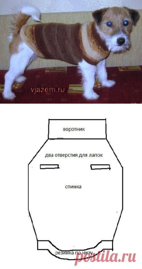 Мастеркласс: как связать свитер для собаки спицами | vjazem.ru