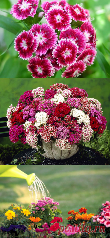 Турецкая гвоздика: фото, посадка, выращивание, уход