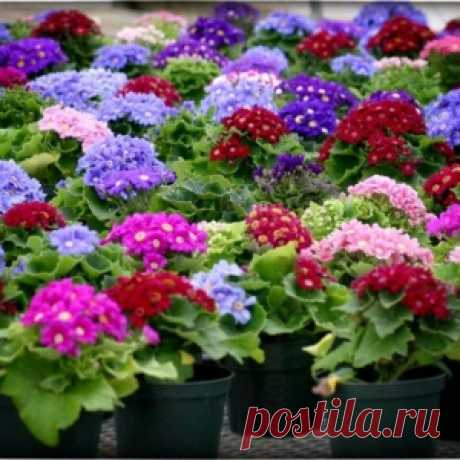 Рассада цветов в феврале и начале марта: что сажать - МирТесен