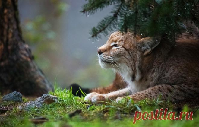 Обои взгляд, морда, ветки, природа, портрет, лежит, профиль, рысь, хвоя картинки на рабочий стол, раздел кошки - скачать