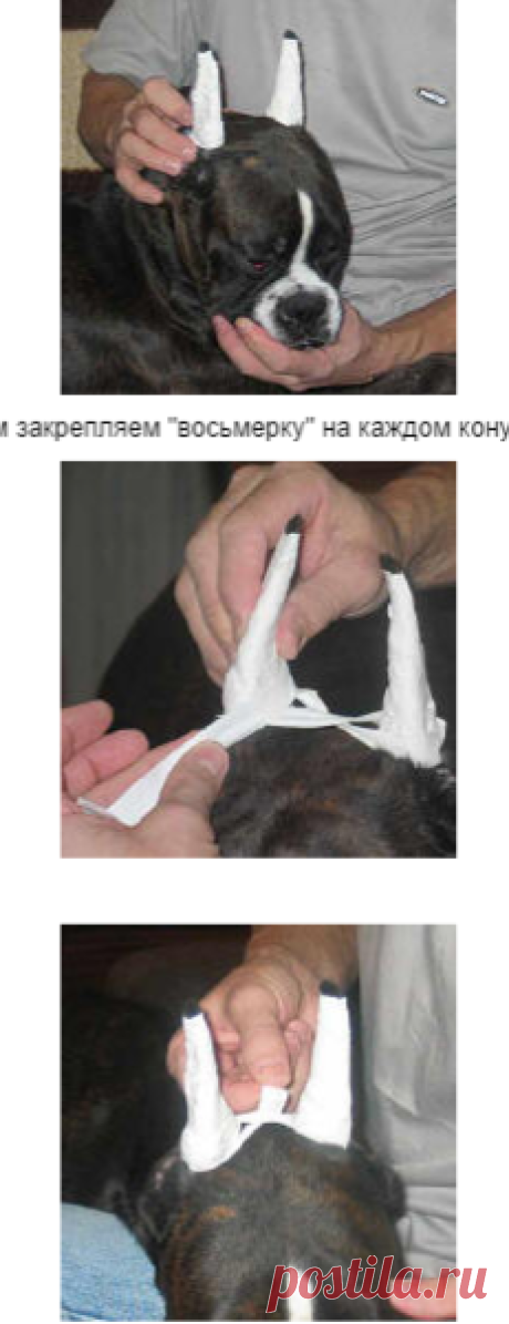 Купирование ушей собакам. Как правильно поставить уши боксеру