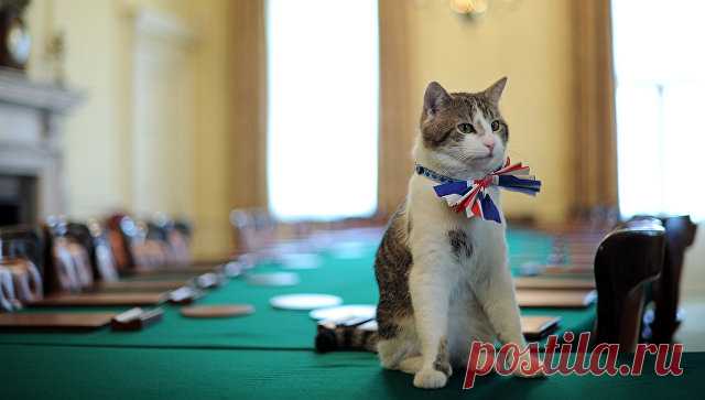 Ленивого кота с Даунинг-стрит хотят лишить поста “главного мышелова” | Чёрт побери