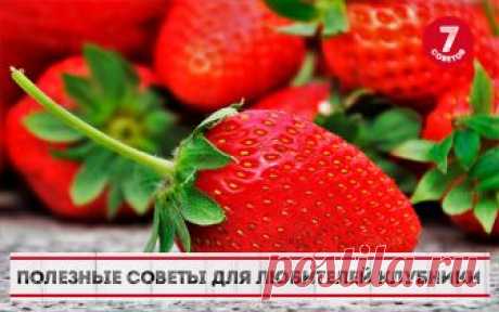 ПОЛЕЗНЫЕ СОВЕТЫ ДЛЯ ЛЮБИТЕЛЕЙ КЛУБНИКИ