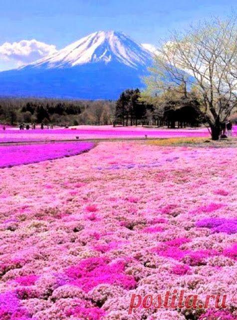 Японская методика против лени или принцип 1 минуты - МирТесен