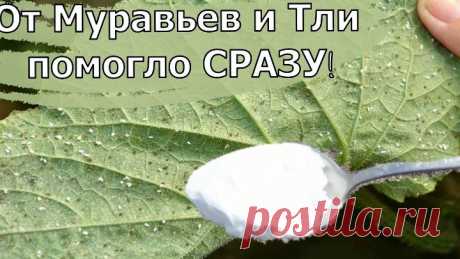 ЗА 1 РАЗ ИЗБАВИЛАСЬ ОТ МУРАВЬЕВ и ТЛИ НАВСЕГДА! Я В ШОКЕ, ЭТОТ СПОСОБ РАБОТАЕТ.