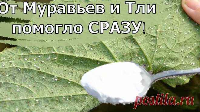 ЗА 1 РАЗ ИЗБАВИЛАСЬ ОТ МУРАВЬЕВ и ТЛИ НАВСЕГДА! Я В ШОКЕ, ЭТОТ СПОСОБ РАБОТАЕТ.
