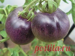 «Светофор» на грядке. Опыт выращивания помидоров | Огород | Дача | Аргументы и Факты