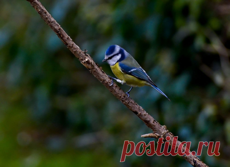 Фотография Лазоревка / Станислав Гр. / photographers.ua