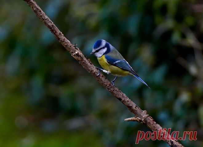 Фотография Лазоревка / Станислав Гр. / photographers.ua