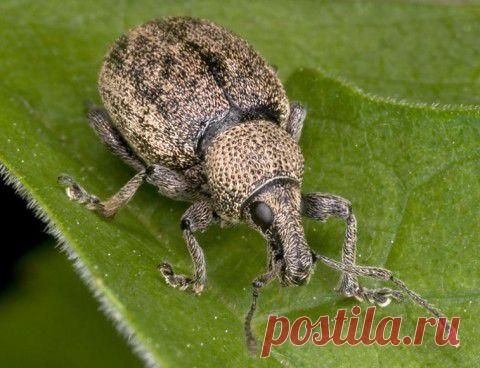 Растения, изгоняющие вредителей | ЖЕНСКИЙ МИР