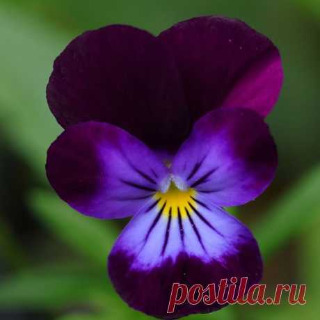 Виола Рогатая Viola Cornuta King Henry