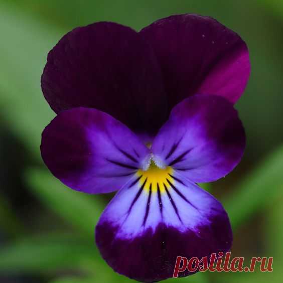 Виола Рогатая Viola Cornuta King Henry
