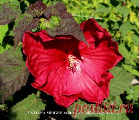 СЕМЕНА ТРАВЯНИСТЫХ ГИБИСКУСОВ - №041СМ