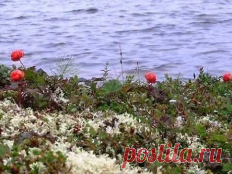Полезные свойства морошки | Блог  Людмилы Морошкиной...