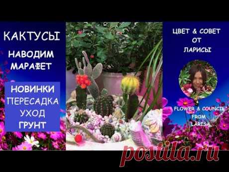 КАКТУСЫ ДЕЛАЕМ КРАСИВУЮ КОМПОЗИЦИЮ