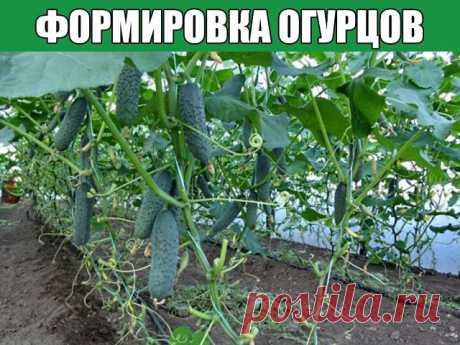 Формировка огурцов
1. На первом этапе на нижней части растения в пазухах 3-5 листьев производится «ослепление». Удаляются все завязи и побеги, которые образуются в пазухах этих листьев. Это нужно для того чтобы растение направило все силы для формирования корневой системы, которая смогла бы в дальнейшем «прокормить» все растение.
2. На следующем этапе в пазухах следующих 3-5 листьев оставляем завязи, боковые побеги удаляем. 
3. Дальше происходит все то же самое, но кроме з...