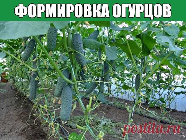 Формировка огурцов
1. На первом этапе на нижней части растения в пазухах 3-5 листьев производится «ослепление». Удаляются все завязи и побеги, которые образуются в пазухах этих листьев. Это нужно для того чтобы растение направило все силы для формирования корневой системы, которая смогла бы в дальнейшем «прокормить» все растение.
2. На следующем этапе в пазухах следующих 3-5 листьев оставляем завязи, боковые побеги удаляем. 
3. Дальше происходит все то же самое, но кроме з...