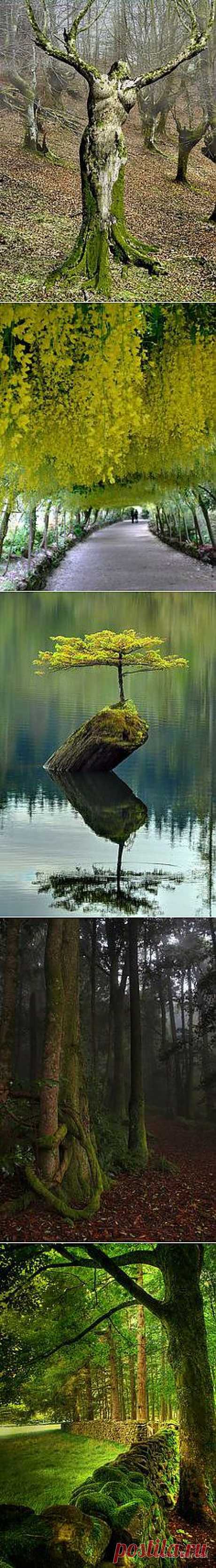 Magestic деревья