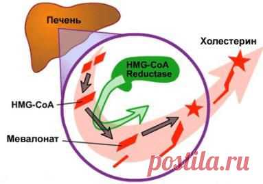 Вся правда про статины (99 из 100 принимающих станины не нуждаются в них! | Zenslim.ru)