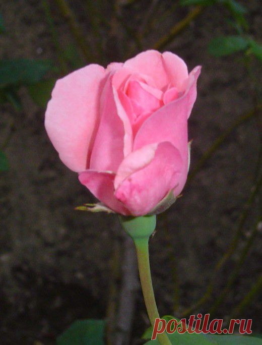 Роза. Вредители. Болезни. Средства защиты. Уход. Как бороться. Тля. Клещ. Пятнистость. Мучнистая роса. Цветы. Народные средства. Фото. - Ботаничка.ru