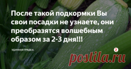 После такой подкормки Вы свои посадки не узнаете, они преобразятся волшебным образом за 2-3 дня!!! Сегодня мы расскажем еще об одном уникальном продукте на основе скошенной травы – это ферментированный травяной чай для растений. Пользу от применения этого средства невозможно переоценить, не имеет противопоказаний, абсолютно подходит для всех культур и на всех этапах развития, в отличии от зловонного зеленого удобрения имеет приятный запах. Даже угнетенные растения быстро трогаются в рост, появл