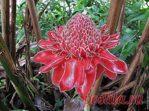 Необычный цветок!
Книга рекордов Гиннеса!
ТАК ЦВЕТЁТ ИМБИРЬ ,,,