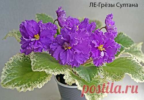 (11) Одноклассники