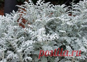 СЕРЕБРИСТАЯ ЦИНЕРАРИЯ