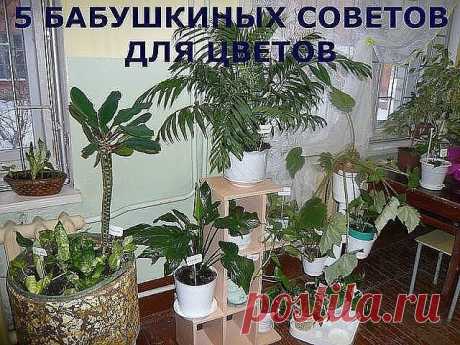 5 БАБУШКИНЫХ СОВЕТОВ ДЛЯ ЦВЕТОВ

Совет 1.
Зимой и осенью цветы нужно поливать утром. Летом и весной – вечером.

Совет 2.
Опрыскивать цветы нужно рано утром или вечером. В опрыскиватель заливают горячую воду, при распылении она остывает.

Совет 3.
Секрет яркой и сочной окраски листьев – в опрыскивании с добавлением камфарного спирта. Приблизительно 2-4 капли на 1 литр воды.

Совет 4.
Подкормка комнатных растений. Сколько существует всяческих удобрений и советов по их примен...