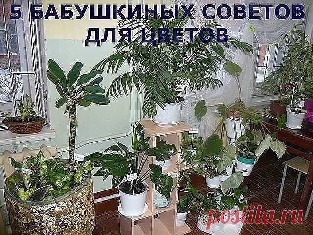 5 БАБУШКИНЫХ СОВЕТОВ ДЛЯ ЦВЕТОВ

Совет 1.
Зимой и осенью цветы нужно поливать утром. Летом и весной – вечером.

Совет 2.
Опрыскивать цветы нужно рано утром или вечером. В опрыскиватель заливают горячую воду, при распылении она остывает.

Совет 3.
Секрет яркой и сочной окраски листьев – в опрыскивании с добавлением камфарного спирта. Приблизительно 2-4 капли на 1 литр воды.

Совет 4.
Подкормка комнатных растений. Сколько существует всяческих удобрений и советов по их примен...