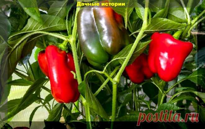 Перцы-гиганты. Выбираем относительно недорогие, но при этом очень урожайные сорта | Дачные истории | Дзен