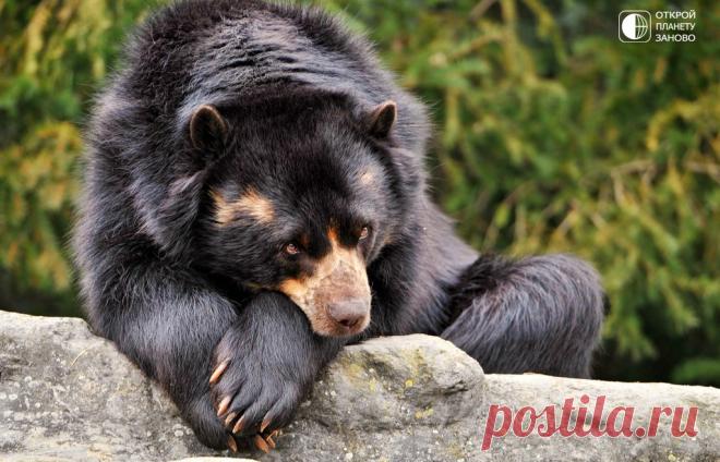 Очковый медведь - Путешествуем вместе