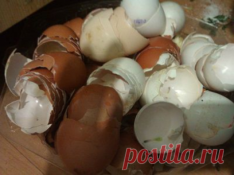 Необычное удобрение | Огород без хлопот