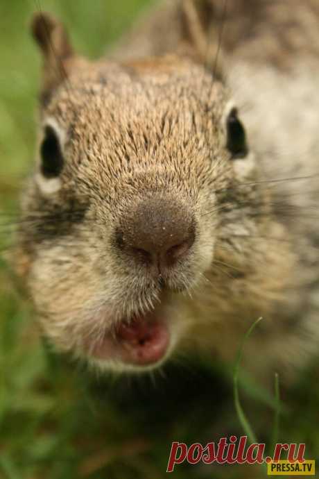 Белка | Чёрт побери Мы тогда жили рядом с лесом. В одно прекрасное и вполне обычное утро, наша соседка Галина, как водится, пошла на работу. Необычным было то, что по дороге она нашла на земле замерзшую белку (мы потом так и не выяснили, с какой целью она ее подобрала. Может на чучело, может на воротник или же по принципу "в хозяйстве все сгодится"). В общем, отнесла она белку домой, а сама уехала на работу. Сын к тому времени уже был в школе, а муж в этот день из командир...
